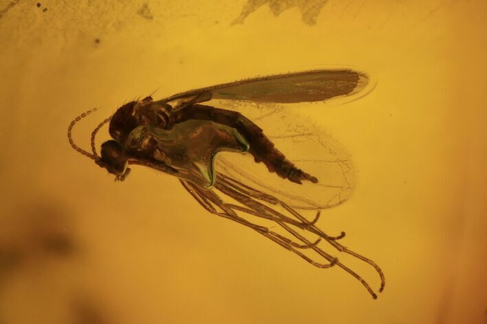 Detailed Fossil Fly (Sciaridae) In Baltic Amber #105509